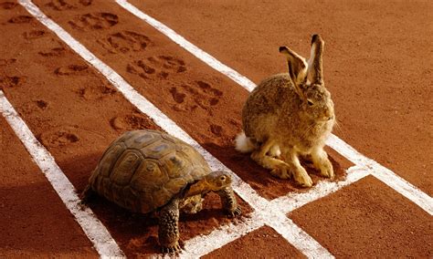  The Tortoise and the Hare - En berättelse om envishet och oväntade hjältar!